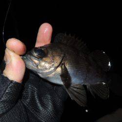 フロートで初釣果