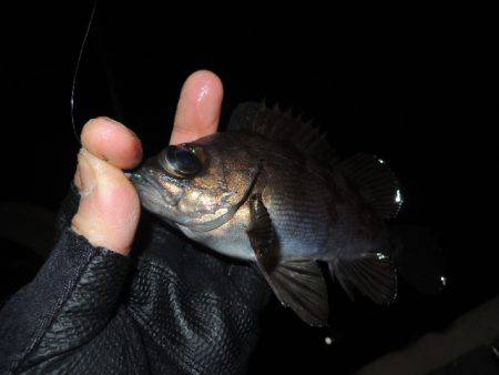 フロートで初釣果