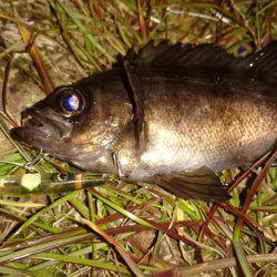初鳴門メバリング