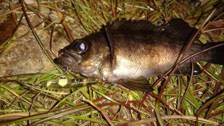 初鳴門メバリング