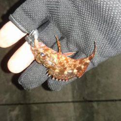 プラッキング調査