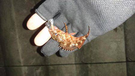 プラッキング調査