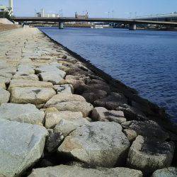 タケノコメバル