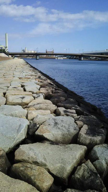 タケノコメバル