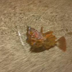 メバルはどこに？