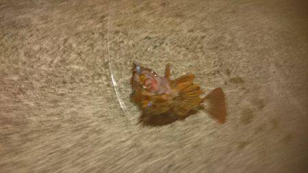 メバルはどこに？