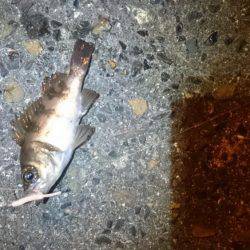 風にも負けず！