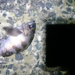 またしても強風。