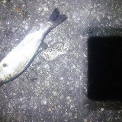 暖かいですが。