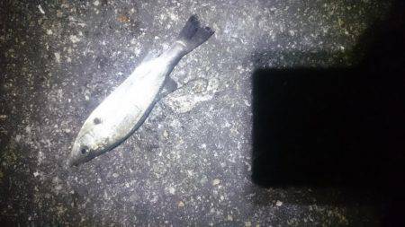 暖かいですが。