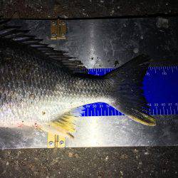 デイ&ナイトチニング