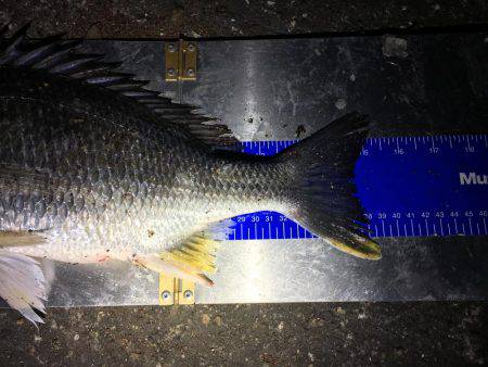 デイ&ナイトチニング