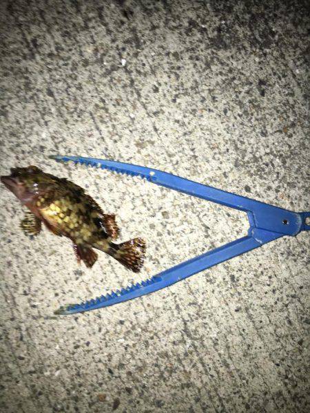 メバリング修行