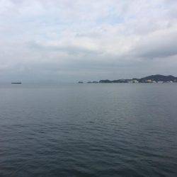 癒しのコウイカちゃん