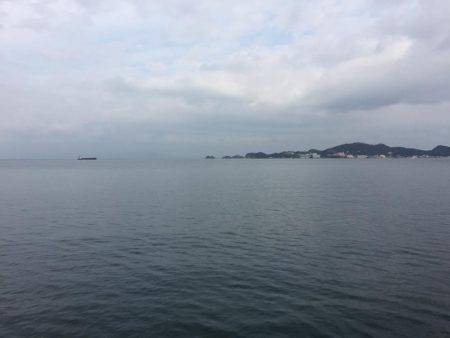 癒しのコウイカちゃん