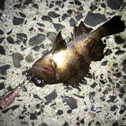 ボウズ逃れメバリング