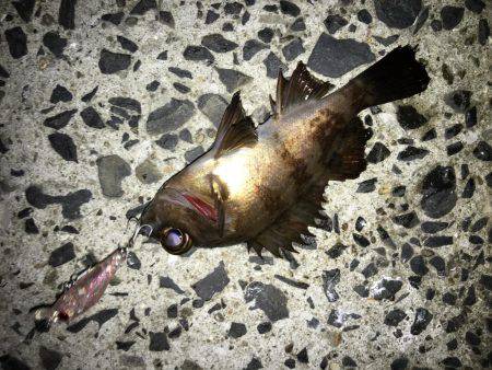 ボウズ逃れメバリング