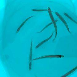 丹沢湖で今シーズン最後のボートワカサギ