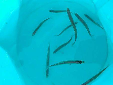 丹沢湖で今シーズン最後のボートワカサギ