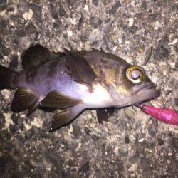 プラッキングメバル好調