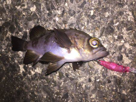 プラッキングメバル好調