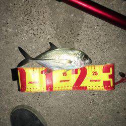 神戸湾奥チニングで41センチ