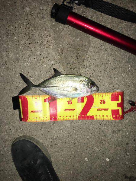 神戸湾奥チニングで41センチ