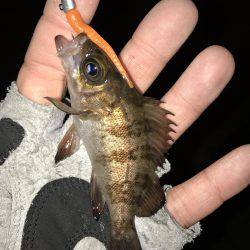 姫路から明石までランガン！