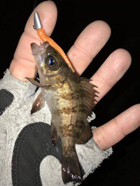 姫路から明石までランガン！