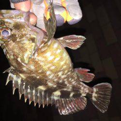 ロックフィッシュ