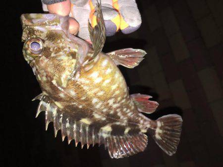 ロックフィッシュ