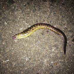 久しぶりの釣行