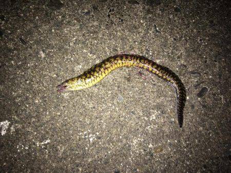 久しぶりの釣行