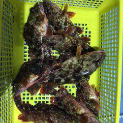 ヤザワ渡船 ロックフィッシュショート便