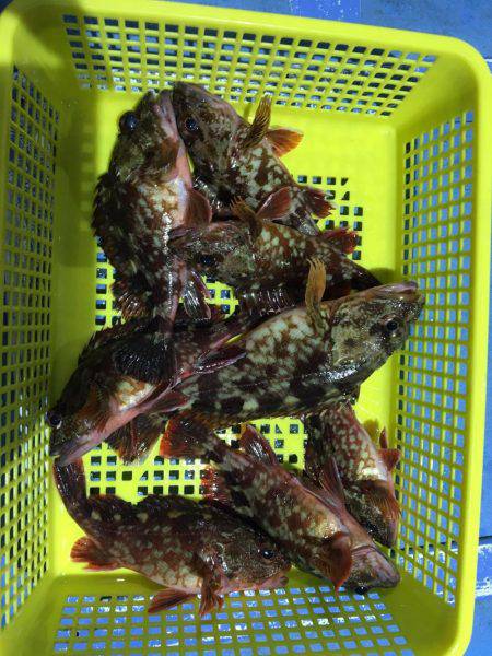 ヤザワ渡船 ロックフィッシュショート便