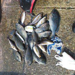 こんなん出ました・・・アオブダイ・・・