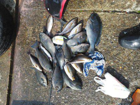 こんなん出ました・・・アオブダイ・・・