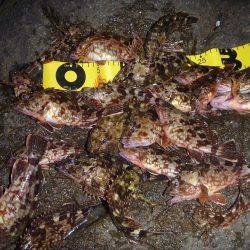 ライトゲームでガシラ