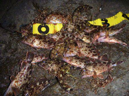 ライトゲームでガシラ