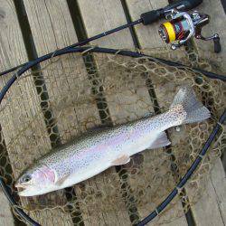 大安トラウトレイク 釣果