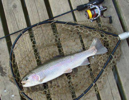 大安トラウトレイク 釣果