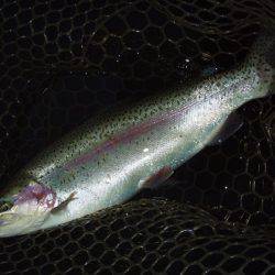 大安トラウトレイク釣果