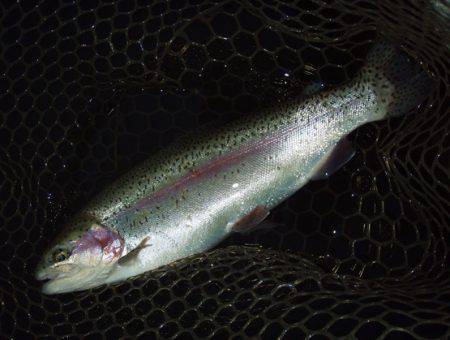 大安トラウトレイク釣果