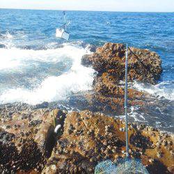 今回は良く釣れました・・・グレ・・・