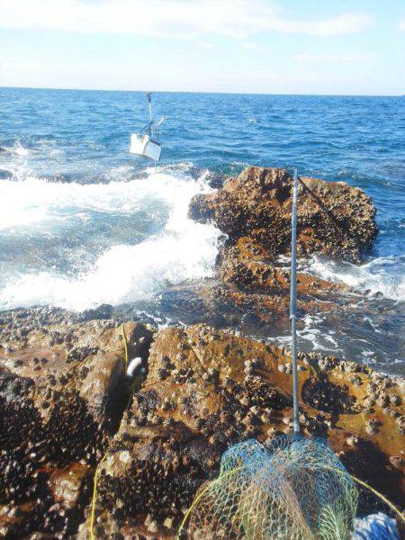 今回は良く釣れました・・・グレ・・・