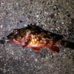 久しぶりのメバリング