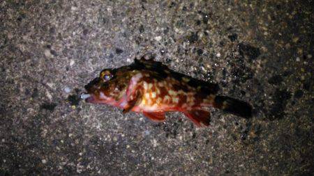 久しぶりのメバリング