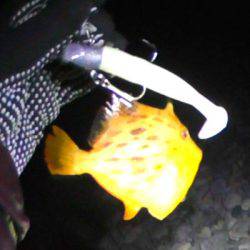 石津浜でアオリイカ、湾内で太刀魚