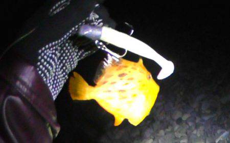 石津浜でアオリイカ、湾内で太刀魚