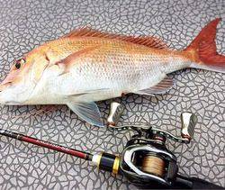 YELLOW-TAIL　イエローテール 釣果